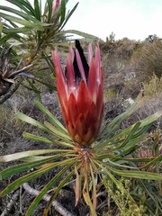 Protea longifolia × repens