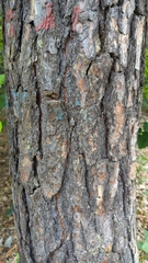 Pinus sylvestris
