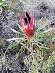 Protea longifolia × repens