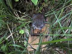 Clethrionomys glareolus