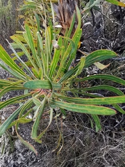 Protea longifolia × repens
