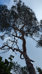Pinus sylvestris