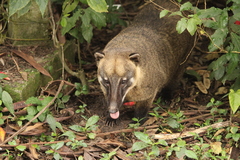 Nasua nasua