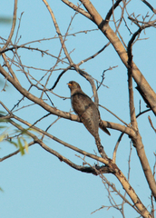 Cuculus canorus