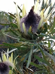 Protea longifolia