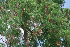 Albizia odoratissima