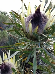Protea longifolia