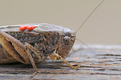 Platycleis albopunctata