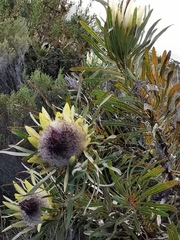Protea longifolia
