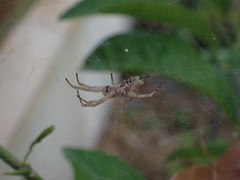 Cyrtophora citricola