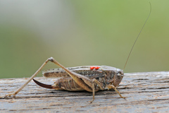 Platycleis albopunctata