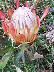 Protea susannae