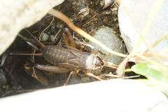 Teleogryllus emma