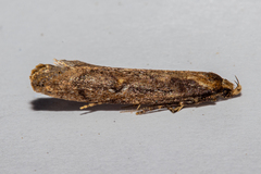 Atomotricha lewisi