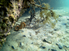 Hippocampus abdominalis