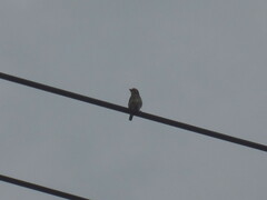 Psilopogon haemacephalus