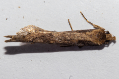 Atomotricha lewisi