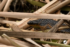 Notechis scutatus occidentalis