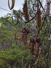 Nepenthes rafflesiana