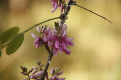 Indigofera cassioides