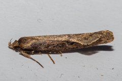 Atomotricha lewisi