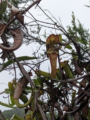 Nepenthes rafflesiana