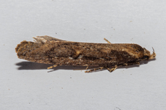 Atomotricha lewisi