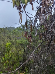 Nepenthes rafflesiana