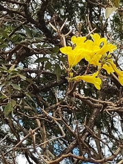 Handroanthus serratifolius