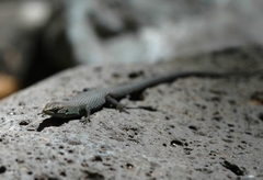 Algyroides fitzingeri