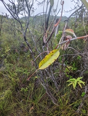 Nepenthes rafflesiana
