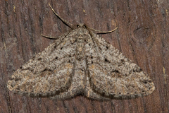 Zermizinga indocilisaria