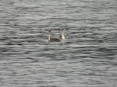 Podiceps cristatus