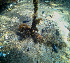 Hippocampus abdominalis