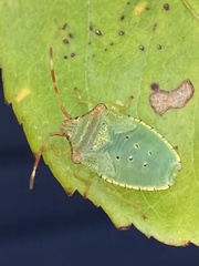 Acanthosoma haemorrhoidale