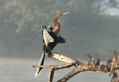 Anhinga anhinga