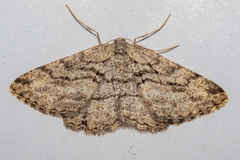 Zermizinga indocilisaria