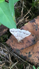 Phalaenophana pyramusalis