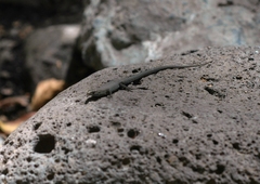 Algyroides fitzingeri