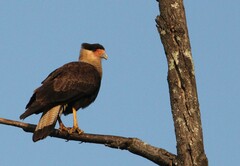 Caracara plancus