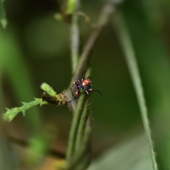 Chrysilla volupe