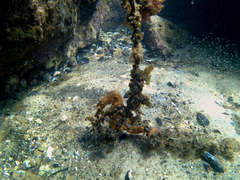 Hippocampus abdominalis