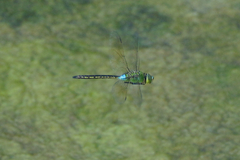 Anax parthenope julius
