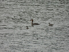 Podiceps cristatus