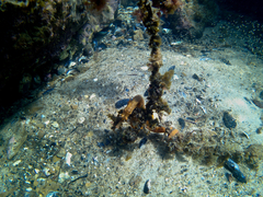 Hippocampus abdominalis