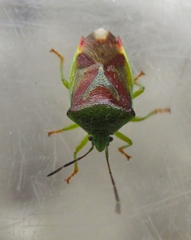 Elasmostethus interstinctus