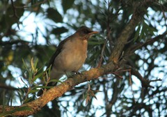 Turdus amaurochalinus