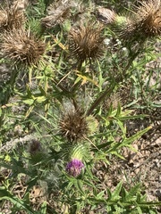 Cirsium vulgare