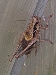 Pholidoptera griseoaptera