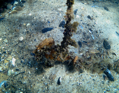 Hippocampus abdominalis